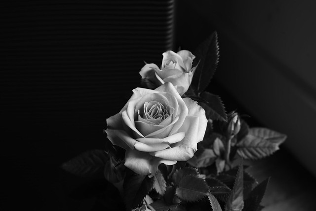 Black and white rose.