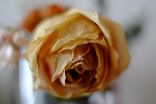 Rose flower