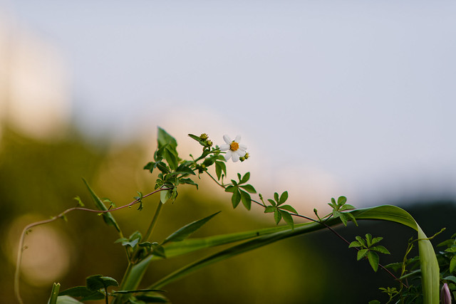 Flower at Sunset