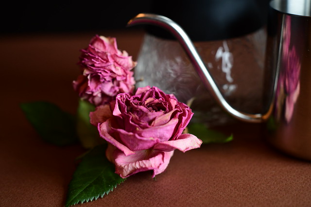 Afternoon Coffee and Rose